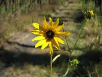 swamp sunflower