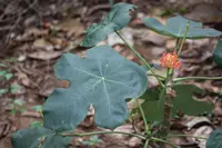 Jatropha podagrica