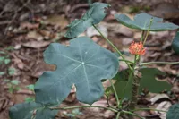 Jatropha podagrica