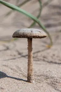 Beach Brittlestem (Psathyrella ammophila) plant