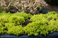 Tokyo Sun (Sedum japonicum) plant