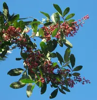 Brazilian Pepper Tree
