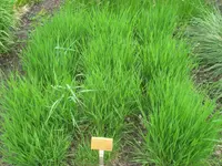 European slough-grass