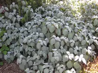 Silver spurflower