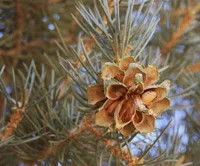 Single Leaf Pinyon Pine (Pinus monophylla) plant