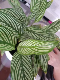 calathea vittata