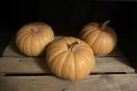Winter Squash