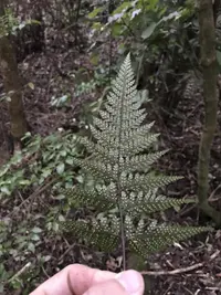 smooth shield fern (Parapolystichum glabellum) plant