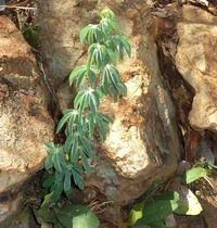 Blue leaf elephant foot (Adenia glauca) plant
