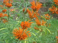 Lion's Tail