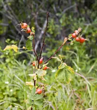 Mountain Rose