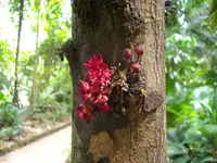 Cacaui