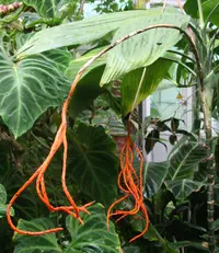 Chamaedorea ernesti-augusti
