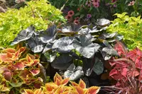 Colocasia esculenta Royal Hawaiian