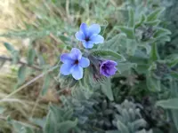 Alkanna strigosa