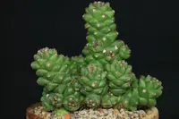 Euphorbia ritchiei cactus