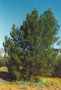 white cypress-pine