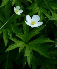 meadow anemone