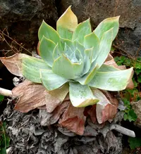chalk dudleya