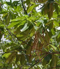 deviltree