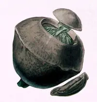 paradise nut