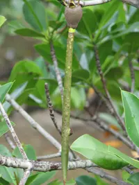 mangrove