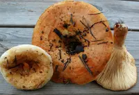 fruity milkcap