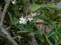 holly osmanthus