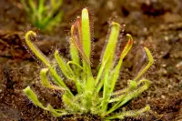 Cape sundew (Drosera capensis) plant