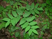 claspleaf twistedstalk (Streptopus amplexifolius) plant
