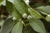 Brazilian joyweed (Alternanthera brasiliana) plant