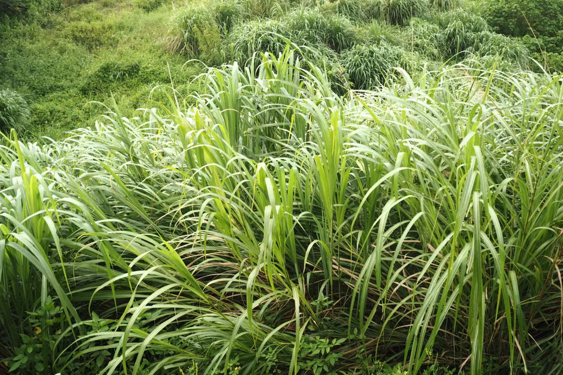 Best Plants That Repel Spiders - Citronella grass