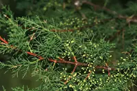 Santa Cruz cypress