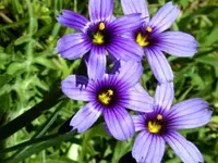 western blue-eyed grass (Sisyrinchium bellum) plant