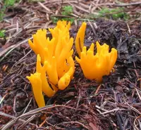 Jelly-antler