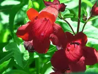 Beardlip penstemon