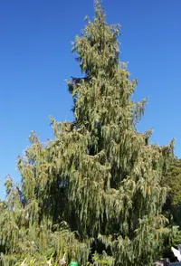 Bhutan Cypress