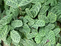 Fishbone Prayer Plant (Ctenanthe burle-marxii) plant