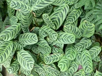 Fishbone Prayer Plant (Ctenanthe burle-marxii) plant