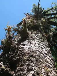 Tillandsia seleriana (Tillandsia seleriana) plant