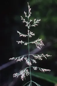 Bluejoint Reed Grass