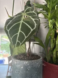 Crystal Anthurium photo by a Botan App user