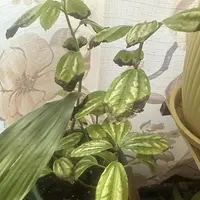 Watermelon Pilea photo by a Botan App user