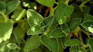 herbs