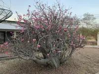 Desert Rose (Adenium obesum) plant