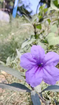 Mexican bluebell