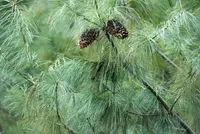 Chinese White Pine