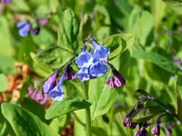 virginia bluebells (Mertensia virginica) plant