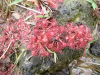 dwarf sundew