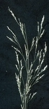 upland bentgrass